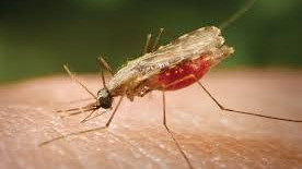 Understanding Malaria: Prevention, Symptoms, and Treatment